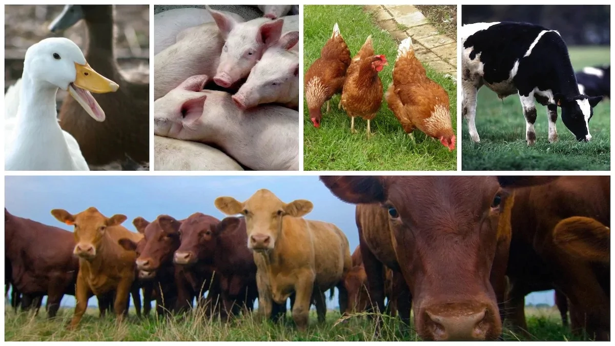 Ducks, pigs, chickens and cattle covered by Chiweto Vet